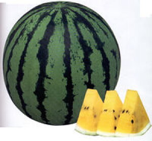 ʁ@ 200 XCJ  Z yig   ^l zyʏ5{ 5̂̓|Cg10{z