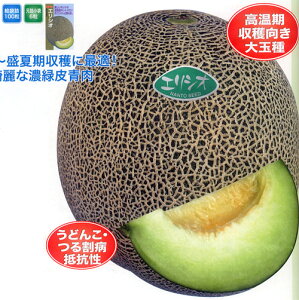 Γ@GVI 100 ߂  rZ yig   ^l zyʏ5{ 5̂̓|Cg10{z