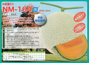 NM-164 100 ߂  rZ yig   ^l zyʏ5{ 5̂̓|Cg10{z