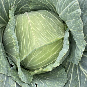 ~̃TgE R[g1000 Lxcyig   ^lzyʏ5{ 5̂̓|Cg10{z