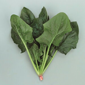 uCgXp[N @@ PRIMAX M3 ق ق񂻂yTJ^   ^lzyʏ5{ 5̂̓|Cg10{z