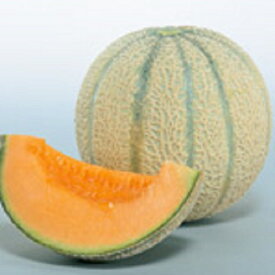 マルセイユメロン 100粒袋 めろん メロン 舐瓜【サカタ 種 たね タネ】【通常5倍 5のつく日はポイント10倍】