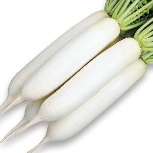 夏相撲 ペレット5000粒 大根 ダイコン だいこん【サカタ 種 たね タネ】【通常5倍 5のつく日はポイント10倍】