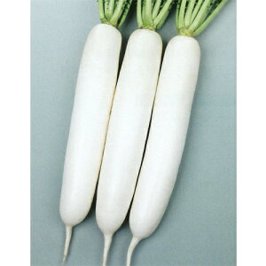 秋相撲 8000粒 大根 ダイコン だいこん【サカタ 種 たね タネ】【通常5倍 5のつく日はポイント10倍】