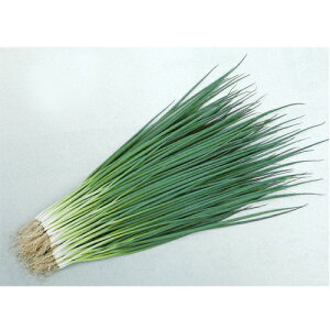 菊千代 1L 葱 ネギ ねぎ【サカタ 種 たね タネ】【通常5倍 5のつく日はポイント10倍】