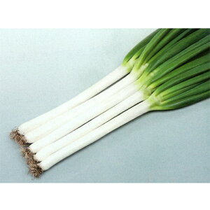 Đ2 ybg6000 K lM ˂yTJ^   ^lzyʏ5{ 5̂̓|Cg10{z