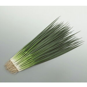 ܂ 1L K lM ˂yTJ^   ^lzyʏ5{ 5̂̓|Cg10{z