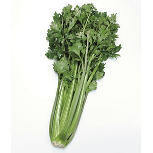 O[JC ybg5000 Z yTJ^   ^lzyʏ5{ 5̂̓|Cg10{z