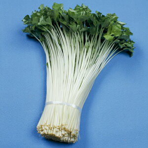 sOct(֓n) 1L Ot ݂ ~coy^LC   ^lzyʏ5{ 5̂̓|Cg10{z