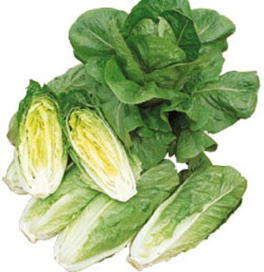 RX^X 20ml20ml ^Xy^LC   ^lzyʏ5{ 5̂̓|Cg10{z