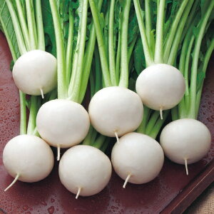 なつばな蕪 タキイ交配 1dl かぶ カブ 蕪【タキイ 種 たね タネ】【通常5倍 5のつく日はポイント10倍】