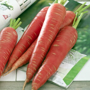 ȂEXlQ ^LCz L110ZR jW ɂ񂶂 lQy^LC   ^lzyʏ5{ 5̂̓|Cg10{z