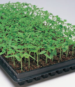 ؗpO[K[hg}g ^LCz PVP 10001ZR g}g Ƃ܂ ׉ցy^LC   ^lzyʏ5{ 5̂̓|Cg10{z