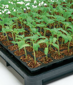 ؗp O[tH[Xg}g ^LCz PVP vC~O10001ZR g}g Ƃ܂ ׉ցy^LC   ^lzyʏ5{ 5̂̓|Cg10{z