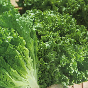 O[ToiTLE-556j ybg5,000 ^LC琬 [t^X ^X y^LC   ^lzyʏ5{ 5̂̓|Cg10{z