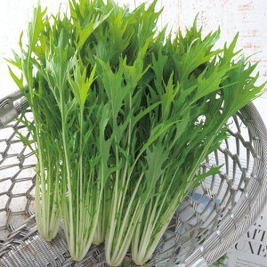 都むすめ 2dl 水菜 ミズナ みずな【タキイ 種 たね タネ】【通常5倍 5のつく日はポイント10倍】