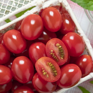  1000 ~jg}g g}g Ƃ܂ ׉ցy^LC   ^lzyʏ5{ 5̂̓|Cg10{z