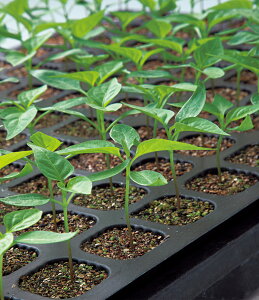 OoM[ 1000 s[} y^LC   ^lzyʏ5{ 5̂̓|Cg10{z