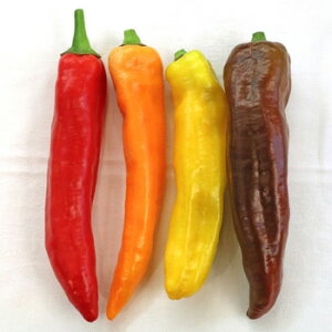 s[ IW 100 s[} ҁ[܂ _Cz ygL^   ^lzyʏ5{ 5̂̓|Cg10{z