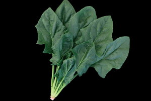 XpC_[f[N M3@@ zE\E ق񂻂 _Cz ygL^   ^lzyʏ5{ 5̂̓|Cg10{z