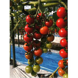 TSX-201 100 ~jg}g g}g Ƃ܂ _Cz ygL^   ^lzyʏ5{ 5̂̓|Cg10{z