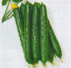 ObhbN 350 ӉZ イ LE y^J}V[h   ^l zyʏ5{ 5̂̓|Cg10{z