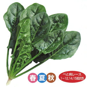 [E PC(L)3 ق @@ zE\E ق񂻂 z@ynӔ_   ^l zyʏ5{ 5̂̓|Cg10{ΏۊOi|Cg3{Œ菤iz