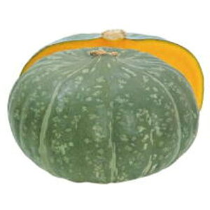 ƂI PVP 100 Z J{` ڂynӍ̎   ^l zyʏ5{ 5̂̓|Cg10{z