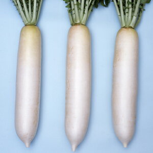 �y���b�g��q �s�̋{ 5000��(3L) �卪 �_�C�R�� ��������y�n�Ӎ̎�� �� ���� �^�l �z�y�ʏ�5�{ 5�̂����̓|�C���g10�{�z