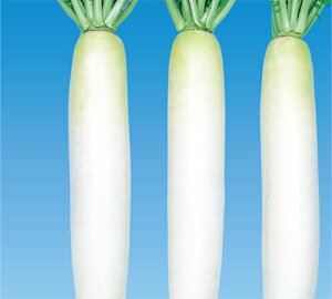 ybgq V{ 5000(3L) 卪 _CR ynӍ̎   ^l zyʏ5{ 5̂̓|Cg10{z