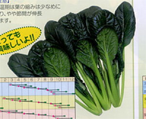 ݂܂ 20ml  R}ci ܂ȁynӍ̎   ^l zyʏ5{ 5̂̓|Cg10{z