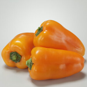 pvۃlI IW 100 s[} pvJ J[s[} ya_   ^lzyʏ5{ 5̂̓|Cg10