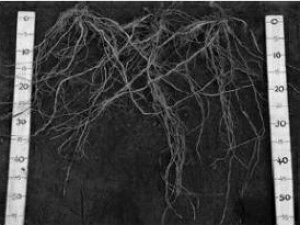 ΂鍪 100  _CM  100 g}g Oc yOc   ^l zyʏ5{ 5̂̓|Cg10{ΏۊOi|Cg3{Œ菤iz