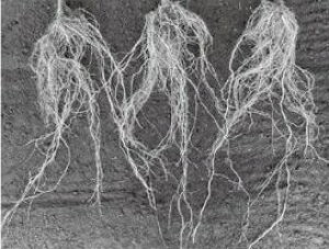 ΂鍪Toi 100  _CM  100 g}g Oc yOc   ^l zyʏ5{ 5̂̓|Cg10{ΏۊOi|Cg3{Œ菤iz