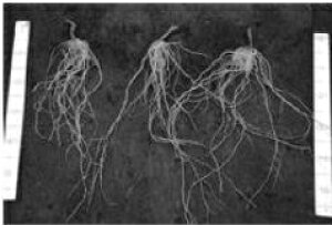 eB[GiTm-1^j 1000  _CM  1000 g}g Oc yOc   ^l zyʏ5{ 5̂̓|Cg10{ΏۊOi|Cg3{Œ菤iz