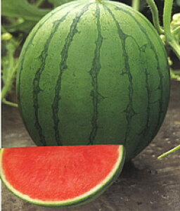 T}[LbY ʃXCJ 200 XCJ  Zy_   ^lzyʏ5{ 5̂̓|Cg10{ΏۊOi|Cg3{Œ菤iz