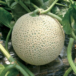 npEBbV  100 ߂  rZy_   ^lzyʏ5{ 5̂̓|Cg10{ΏۊOi|Cg3{Œ菤iz