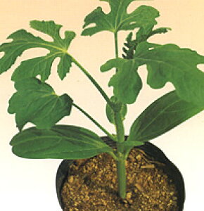  ǂ2 EKI 2000  _CM y_   ^lzyʏ5{ 5̂̓|Cg10{ΏۊOi|Cg3{Œ菤iz