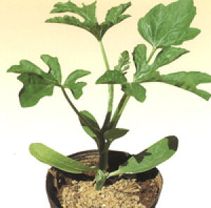   Z 400  _CM y_   ^lzyʏ5{ 5̂̓|Cg10{ΏۊOi|Cg3{Œ菤iz