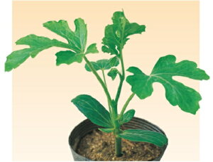  F2(XCJ) y 200  _CM y_   ^lzyʏ5{ 5̂̓|Cg10{ΏۊOi|Cg3{Œ菤iz