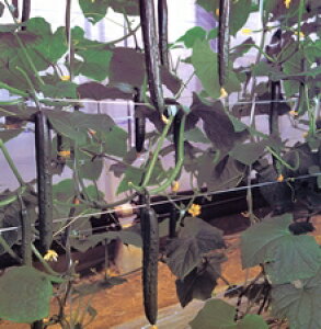 VtB[ 100 ӉZ LE イyvČ琬   ^lzyʏ5{ 5̂̓|Cg10{z