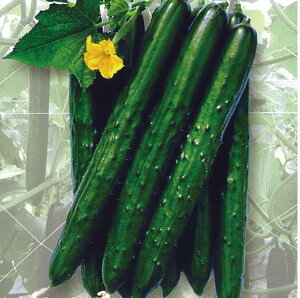 vĂイY 100 ӉZ LE イyvČ琬   ^lzyʏ5{ 5̂̓|Cg10{z