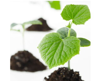 nCp[ 100  _CM yvČ琬   ^lzyʏ5{ 5̂̓|Cg10{z