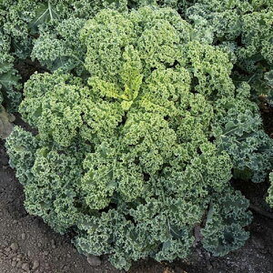 CgLb`(f1) PVP R[g1800 P[ [yc̎   ^lzyʏ5{ 5̂̓|Cg10{z