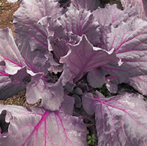 W[V[p[v(f1) R[g1800 P[ [yc̎   ^lzyʏ5{ 5̂̓|Cg10{z