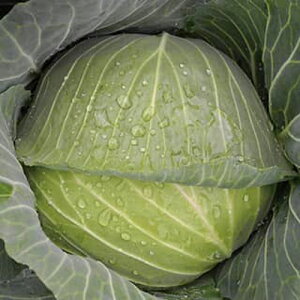 KĊ× R[g5000 Lxc ×  Jyc̎   ^lzyʏ5{ 5̂̓|Cg10{z