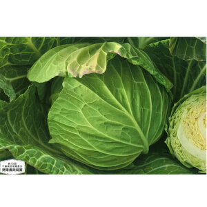 YRʂ 2000 Lxc ×  Jyc̎   ^lzyʏ5{ 5̂̓|Cg10{z