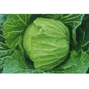 YRtÂ 2000 Lxc ×  Jyc̎   ^lzyʏ5{ 5̂̓|Cg10{z