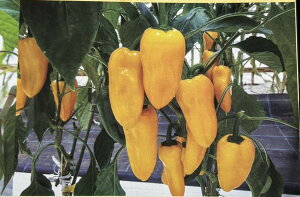 ~j|bvCG[ 100 J[s[} ҁ[܂ zyc   ^l zyʏ5{ 5̂̓|Cg10{z