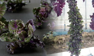 P[bc R[g100 ^l m zyic   ^lzyʏ5{ 5̂̓|Cg10{z